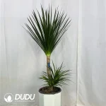 Dracaena Pleomele angustifolia Seedling(100Pcs)