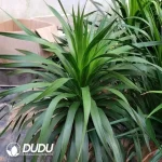 Dracaena #68 Seedling(100Pcs)