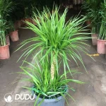Dracaena Super Dracaena Seedling(100Pcs)