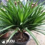 Dracaena Big leave Dracaena Seedling(100Pcs)