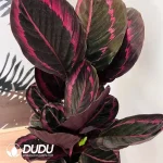 Calathea RoseoPicta 'Jungle Rose' Seedling(100Pcs)