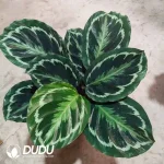 Calathea 'Medallion' Seedling(100Pcs)