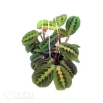 Maranta leuconeura erythroneura Seedling(100Pcs)