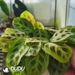 Maranta Leuconeura Fantasy Seedling(100Pcs)