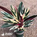 Ctenanthe oppenheimiana Seedling(100Pcs)