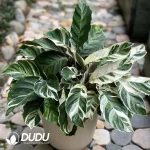 Calathea Fusion White Seedling(100Pcs)