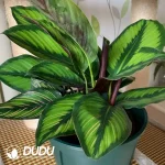Calathea ornate beauty star Seedling(100Pcs)