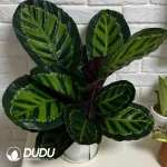 Calathea green beauty Seedling(100Pcs)