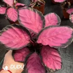 Calathea color beauty Seedling(100Pcs)
