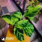 Calathea thai beauty Seedling(100Pcs)