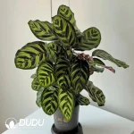 Calathea makoyana Seedling(100Pcs)