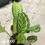Calathea Green-backed Bikkachu arrowroot Seedling(100Pcs)