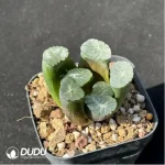 Haworthia maughanii - Image 2