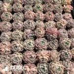 $0.25*105Pcs Echeveria Ice Doll Seedlings(Mix & Match 5+)