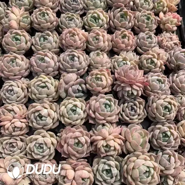 $0.25*105Pcs Echeveria Ice Doll Seedlings(Mix & Match 5+) - Image 1