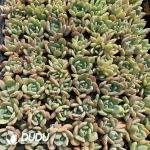 $0.25*105Pcs Echeveria All Star Seedlings(Mix & Match 5+)