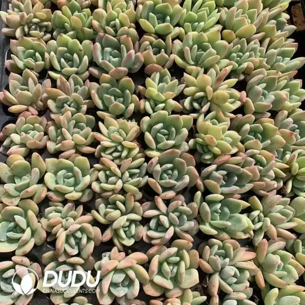 $0.25*105Pcs Echeveria All Star Seedlings(Mix & Match 5+) - Image 1