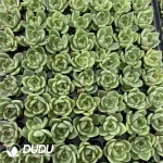 $0.36*105Pcs Echeveria Blue Dragon Seedlings(Mix & Match 5+)