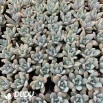 $0.25*105Pcs Echeveria Star Snow Seedlings(Mix & Match 5+)