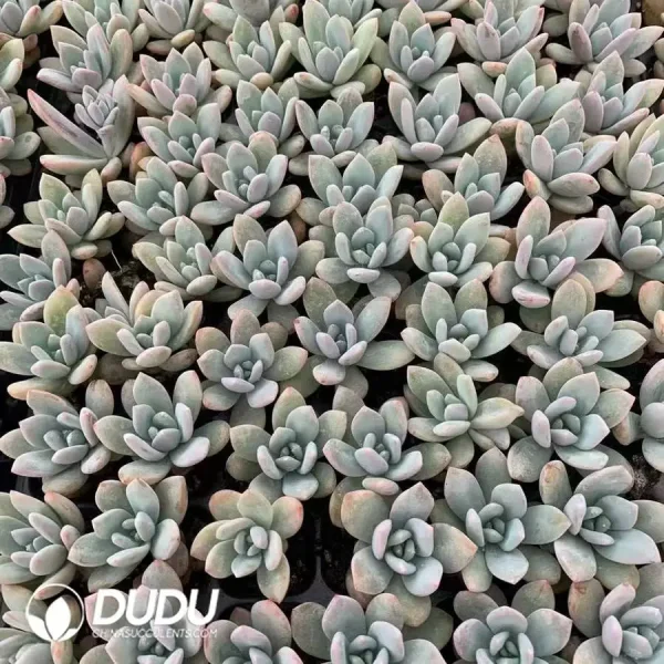 $0.25*105Pcs Echeveria Star Snow Seedlings(Mix & Match 5+) - Image 1