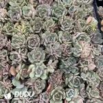 $0.43*105Pcs Echeveria Red Lovers Seedlings(Mix & Match 5+)