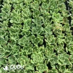 $0.25*105Pcs Echeveria Montblanc Seedlings(Mix & Match 5+)