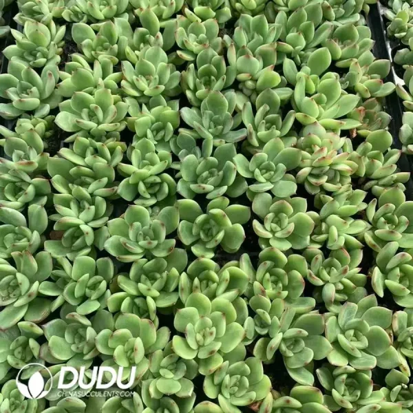 $0.25*105Pcs Echeveria Montblanc Seedlings(Mix & Match 5+) - Image 1