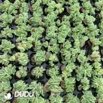$0.29*105Pcs Echeveria Ice Rose Seedlings(Mix & Match 5+)