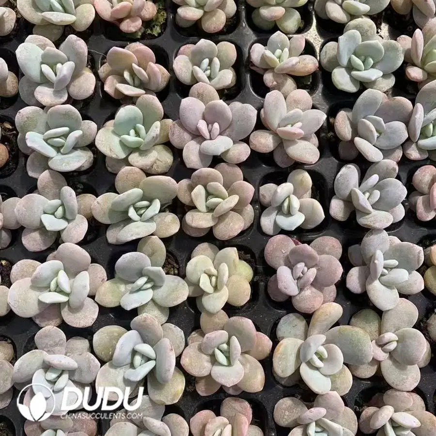 1756128287-1747026244-e201.webp 105Pcs/Tray Echeveria Snow Lotus Seedlings(Mix & Match 5+) - Image 1