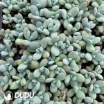 $0.25*105Pcs Pachyphytum Snow beauty Seedlings(Mix & Match 5+)