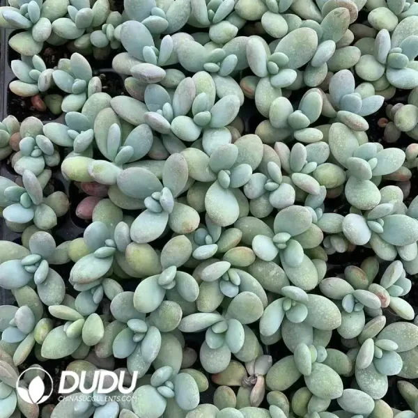 $0.25*105Pcs Pachyphytum Snow beauty Seedlings(Mix & Match 5+) - Image 1