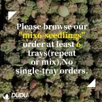 72Pcs/Tray Echeveria Markus Seedlings(Mix & Match 6+) - Image 3