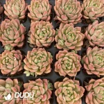 72Pcs/Tray Echeveria Markus Seedlings(Mix & Match 6+)