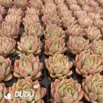 72Pcs/Tray Echeveria Markus Seedlings(Mix & Match 6+) - Image 2