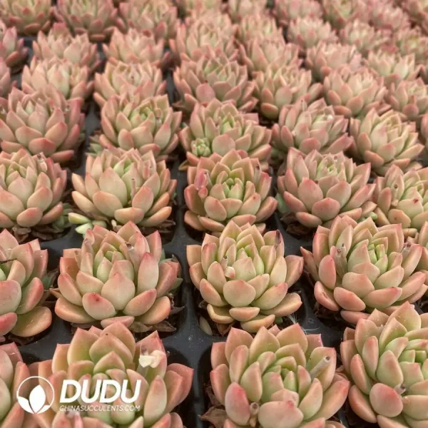 72Pcs/Tray Echeveria Markus Seedlings(Mix & Match 6+) - Image 2