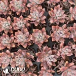 72Pcs/Tray Graptosedum)Francesco Baldi)Seedlings(Mix & Match 6+)