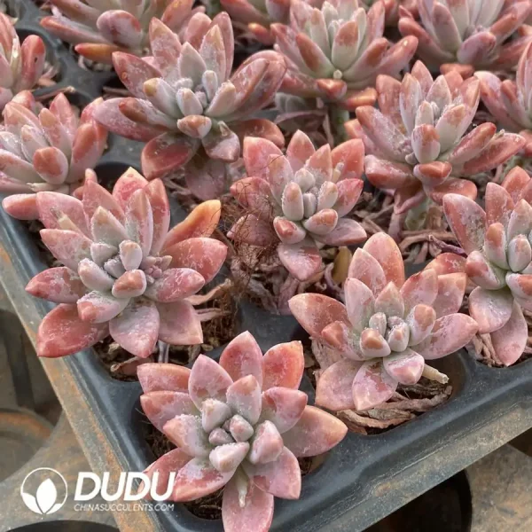 72Pcs/Tray Graptosedum)Francesco Baldi)Seedlings(Mix & Match 6+) - Image 2