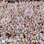 72Pcs/Tray Graptoveri Opalina Seedlings(Mix & Match 6+)