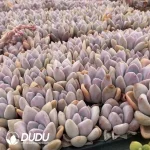 72Pcs/Tray Graptoveri Opalina Seedlings(Mix & Match 6+) - Image 2
