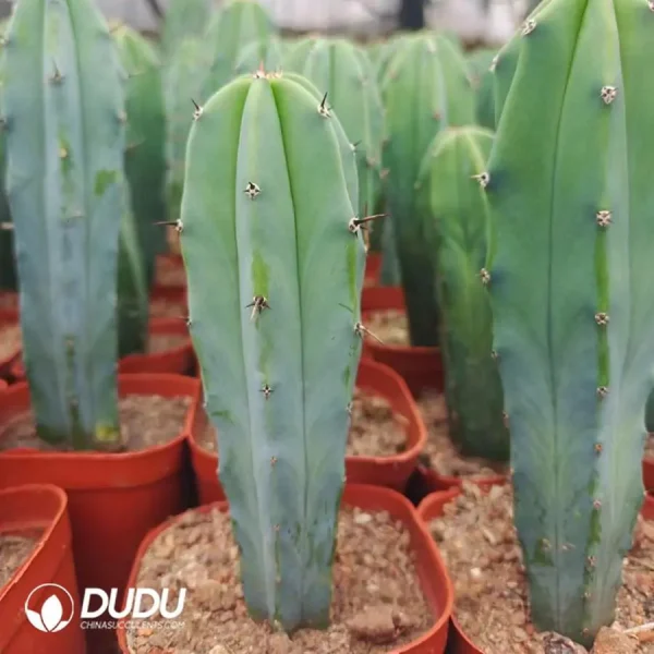 1756128322-1747124087-e201.webp Cactus-MyrtilloCactus-Geometrizans - Image 1