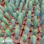 Cactus-MyrtilloCactus-Geometrizans - Image 2