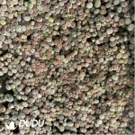 Lithops Mix (1000 plants)