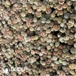 Lithops Mix (1000 plants) - Image 2