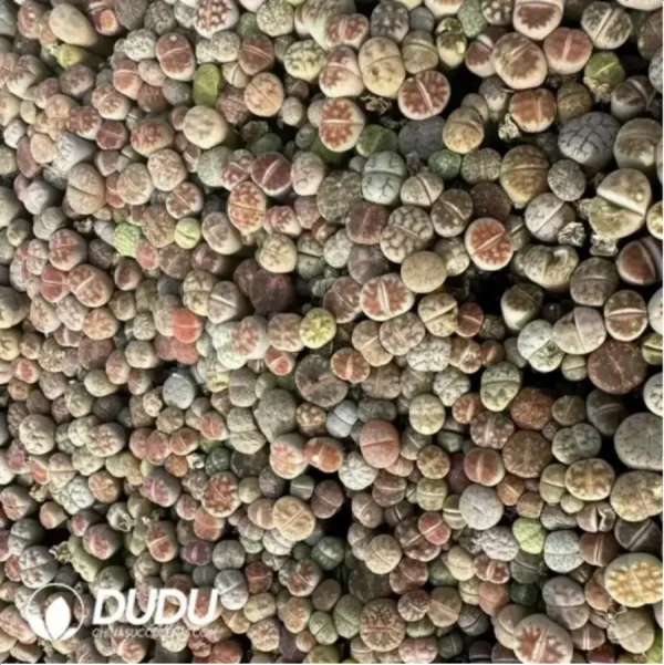 Lithops Mix (1000 plants) - Image 2