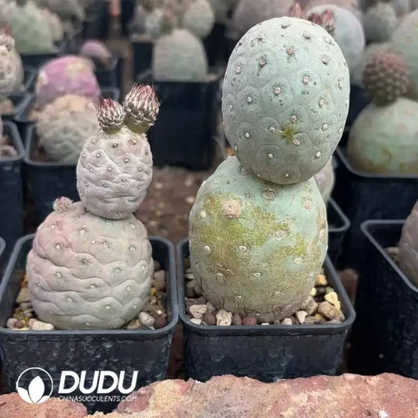 1756128328-1747300628-e201.webp Tephrocactus Geometricus (No Roots) - Image 1