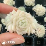 54Pcs/Tray Echeveria JY86