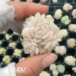 54Pcs/Tray Echeveria JY86 - Image 2