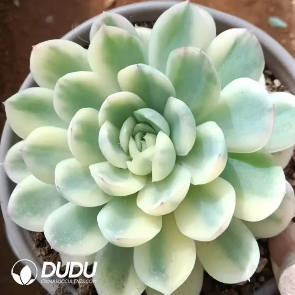(Marginata Variegated)Echeveria Strawberry Ice Variegated - Image 1