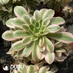 Aeonium Sinnia Clustering