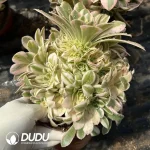 Aeonium Sinnia Clustering - Image 2